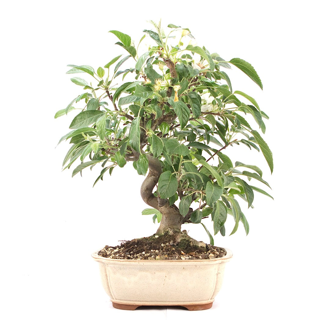 Zierapfel 'Malus spec.'